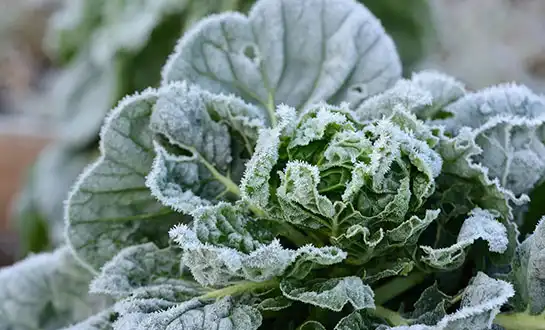Winter Fertilizers: Preparing Crops for Cold and Low-Light Stress